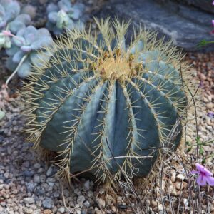 Ferocactus glaucescens, família Cactaceae