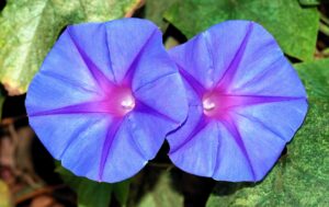 Ipomoea acuminata, família Convolvulaceae