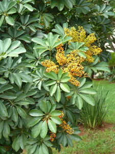 Schefflera arboricola do gênero Schefflera, família Araliaceae