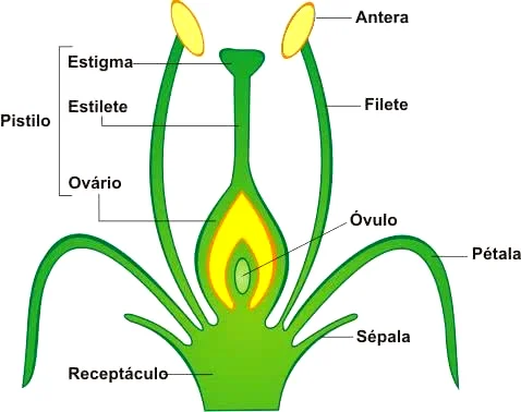 o maior grupo de espécie de planta do mundo angeos (ἄγγος)