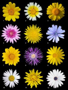 uma das espécies de angiospermas asteraceae