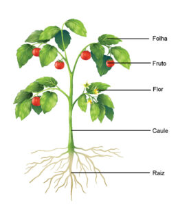 desenho angiosperma