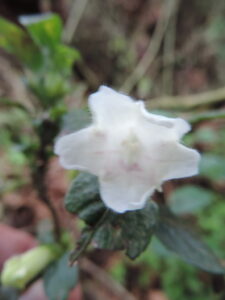 A planta Acanthopale Confertiflora é fina, peluda. Folhas de até 9 por 4 pol., subitamente estreitadas em ambas as extremidades, acuminadas, obscuramente crenulas; pecíolo 1 pol. Longas. Cabeças de flores 1–1 1/2 pol. no diam., subgloboso, axilar e em ramos axilares curtos; bráctea 1/2 pol. longo, obovado; bracteoles 1/3 pol. longo, oblongo. Cálice 1/3 pol. Longas; 