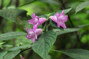 Acanthopale madagascariensis C.B.Clarke [família ACANTHACEAE] ( armazenado sob nome); Verificado por Clarke, C.B.,Strobilanthes madagascariensis Padeiro [família ACANTHACEAE] Strobilanthes não registrado não registrado [família ACANTHACEAE]; Verificado por Clarke, C.B.,