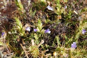 A planta Acanthopsis Carduifolia tem uma vilosidade (mas veja var. β); caule com 1 polegada de comprimento, lenhoso, densamente frondoso; folhas de 3 por 1/3 pol., pinnatífidas, com dentes duplamente espinhosos; pico 2–3 por 1/2 pol.; bráctea (sem espinhos) 1/2 por 1/3 pol., obovada, truncada, coroada por 5 dentes espinhosos lanceolados estreitos de 1/4 a 1/3 pol. de comprimento,