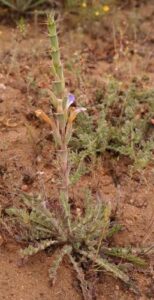 Acanthopsis Glabra Planta