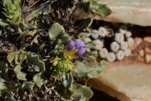 Acanthopsis Insueta Planta