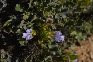 Acanthopsis Nitida Planta