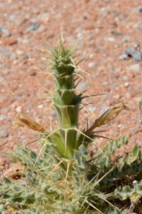 Acanthopsis Scullyi Planta