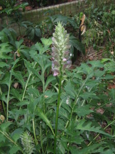 A planta herbácea endémica do género Acanthus, nativa da península balcânica, até à Dalmácia, é conhecida como Acanthus balcanicus. Esta planta também é cultivada em muitos jardins europeus e americanos . 