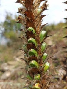 Nome: Tipo de Acanthus carduaceus Griff. (família ACANTHACEAE)Localidade: Espólio País: Índia