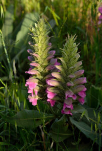 Nome: Acanthus Dioscoridis L. variedade dioscoridis (família ACANTHACEAE )Localidade: Tacht Soliman País: Irã