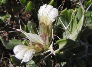 Nome: Isótipo de Acanthus Furcatus L.f. (família ACANTHACEAE)Localidade: Baile de formatura. b. Spei País: África do Sul