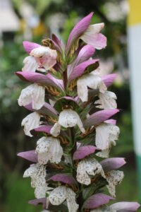 Classificação Científica Reino: Plantae Divisão: Magnoliophyta Classe: Magnoliopsida Ordem: Lamiales Família: Acanthaceae Subfamília: Acanthoideae Género: Acanthus