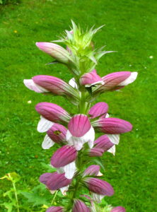 Acanthus, se enquadra como um gênero de família botânica da Acanthaceae. Essa consideração é baseada no Sistema APG II.