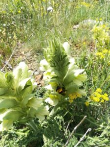 Nome: Acanthus Hirsutus Boiss. (família ACANTHACEAE)Localidade: Cássia e Lídia País: Turquia 