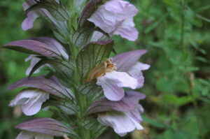 Livro: Acanthus Hungaricus, an Earlier Name for A. Balcanicus Formerly A. LongifoliusPublicação:1981 Editora:Royal botanic gardens, Kew Idioma:Inglês