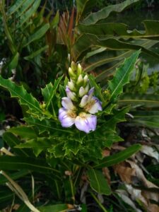 A planta Acanthus Ilicifolius é um arbusto de 1 a 5 pés de altura, glabro ou quase isso. Folhas de 4–7 por 1–3 pol., pinnatífidas ou lobadas, espinhosas (ocorrem folhas pouco espinhosas ou bastante inteiras), quase sésseis. Espigas de 6 por 1 1/2 pol.; brácteas com 1/3 pol. de comprimento, ovais; bractéolas com 1/4 pol. de comprimento, triangular-lanceoladas.