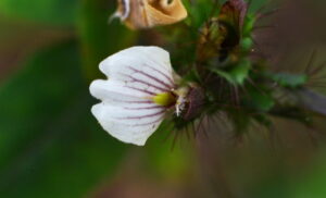 Nome: Acanthus Maderaspatensis L. (família ACANTHACEAE)Localidade: Madras País: Índia 