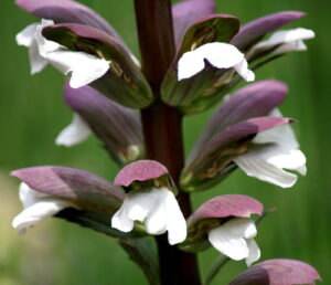 Nome: Acanthus Mollis L. ssp. platyphyllus Murb. (família ACANTHACEAE)Localidade: Mídia Tunisia: In monte Dyr-el-Kef. País: Tunísia 