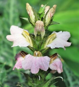 Nome: Acanthus Montanus (Nees) T.Anderson (família ACANTHACEAE)Localidade: A caminho do porto de Tema. Nebelwaw Gui Sali, ca. 31 km. Ludlick Ibadin Mahonga. País: Tanzânia 