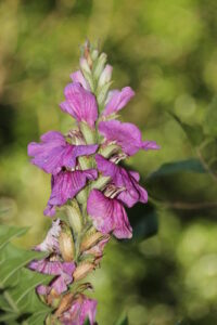 Nome: Acanthus Polystachyus Delile (família ACANTHACEAE)Localidade: Fazokel: Tumad País: Sudão 