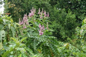 Nome: Acanthus PubescensLocalidade: Parque Protea, Pretória. País: África do Sul