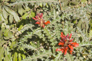 Nome: Acanthus SenniiLocalidade: Piana di Gaggi País: Ethiopia