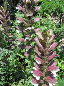 Nome: Acanthus Spinosus (família ACANTHACEAE)Localidade: Italiae humentibus País: Itália 