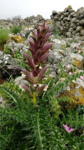 Nome: Acanthus Syriacus Boiss. ( family ACANTHACEAE )Localidade: Pl. Mespot., Kurdistan & Mossul País: Syria 