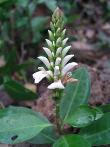 Nome: Acanthus Volubilis Parede. (família ACANTHACEAE)Localidade: Soonderbuns País: Bangladesh