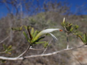 Classificação Científica Reino: Plantae Divisão: Magnoliophyta Classe: Magnoliopsida Ordem: Lamiales Família: Acanthaceae Subfamília: Acanthoideae Género: Achyrocalyx