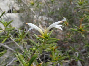 Achyrocalyx, se enquadra como um gênero de família botânica da Acanthaceae. Essa consideração é baseada no Sistema APG II.