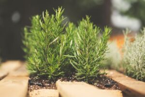 O alecrim é uma planta lenhosa e aromática, que pode atingir mais de um metro de altura. 