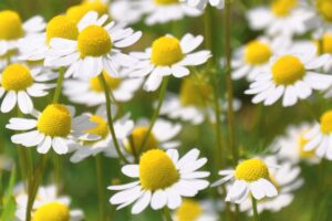 Margaça; Maçanilha; Fedegosa; Funcho-de-burro; Macela-fedegosa; Macela-fétida; Macela-nobre; Matricária, Camomila-vulgar; Camomila-fedida; Camomila-dos-jardins; Camomila-comum; Camomila-romana; Camomila-dos-alemães; Camomila verdadeira; Camomila-alemã entre outros. 