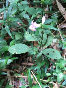 planta acanthopale classificação