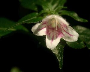 planta aconthoplae gênero da família Acanthaceae