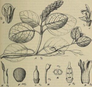 Afrofittonia Lindau, se enquadra como um gênero de família botânica da Acanthaceae. Essa consideração é baseada no Sistema APG II.