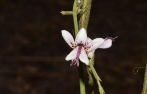 Nome: Andrographis alata (Vahl) Nees (família ACANTHACEAE)Localidade: ao longo da estrada para Sigiriya País: Sri Lanca Livro: Discover Andrographis Publicação: 8 de março de 2019 Editora: Amazon Digital Services LLC - KDP Print US Idioma: Inglês Autor: Alexander Panossian Ph D