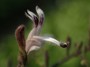 Andrographis, se enquadra como um gênero de família botânica da Acanthaceae. Essa consideração é baseada no Sistema APG II.