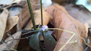 Nome: Tipo de Andrographis Laxiflora Lindau var. glandulosa Hochr (família ACANTHACEAE)