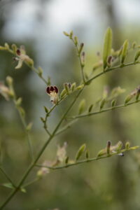 Nome: Andrographis Lineata Nees (família ACANTHACEAE)