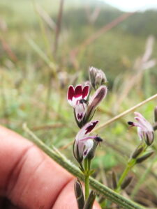 Nome: Isossitipo de Erianthera Lobelioides Nees (família ACANTHACEAE)