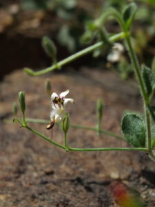 Nome: Andrographis Rothii C.B.Clarke (família ACANTHACEAE)Localidade: Courtallam País: Índia