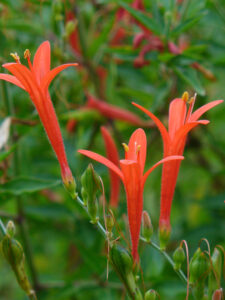 Acanthopale C.B.Clarke, se enquadra como um gênero de família botânica da Acanthaceae. Essa consideração é baseada no Sistema APG II.