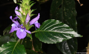 Classificação do Gênero Sistema: APG II Classificação: Ordem Lamiales, família Acanthaceae Referência: APweb, versão 9, 2008