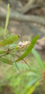 Anisostachya é um gênero de plantas com flores da família Acanthaceae . Inclui 61 espécies nativas da África tropical, Madagascar e Comores.