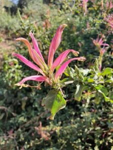 Acanthopale C.B.Clarke, se enquadra como um gênero de família botânica da Acanthaceae. Essa consideração é baseada no Sistema APG II.