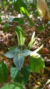 A planta Anisotes Hygroscopicus é um arbustos ou moitas, até 3 m de altura; ramos jovens tomentosos. Folhas ovais a obovadas, 2–7 x 0,8–4 cm, atenuadas a cuneadas na base, obtusas no ápice, tomentosas a vilosas pelo menos quando jovens; pecíolo com 2–8 mm de comprimento. Flores em pedúnculos axilares a cachos sésseis; brácteas ovais a obovadas ou oblongas, 5–15 x 2–11 mm, cordadas a pouco atenuadas na base, agudas a obtusas e mucronadas no ápice, tomentosas, muitas vezes com nervos distintos; bractéolas até 4,5 x 2 mm.