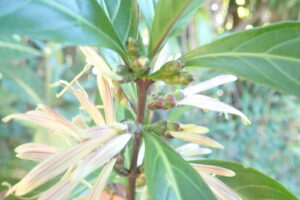 A planta Anisotes Perplexus é um arbusto trepador até 3 m de altura, folhas verde-escuras propensas ao ataque de insetos, botões verdes claros, flores amarelas e com tonalidade alaranjada. Floresta montanhosa de musgo, camopy 15-25 m, bambus e outras gramíneas no chão da floresta. Plantas conservadas em álcool.